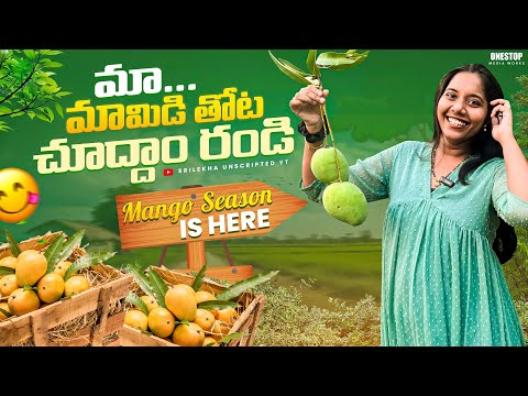 Mangoes season is here || our Mango farm 🥭