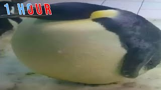 Cover art for im the biggest bird