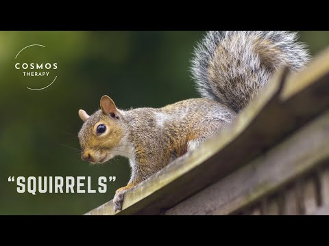 The Wonderful World of Squirrels a Short Documentary | Wildlife Animals | Nature