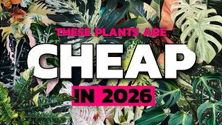 The Rare Plant Crash Isn’t Over – These Are Next!