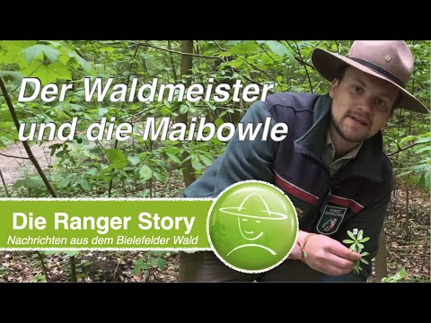 Der Waldmeister und die Maibowle!