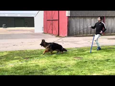 Tupac du val D’Anzin (Reno x Princess)