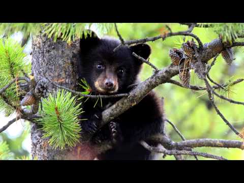 Trance Foundations 011