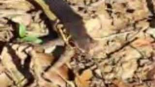 preview picture of video 'Alameda Whipsnake Eats a Lizard'