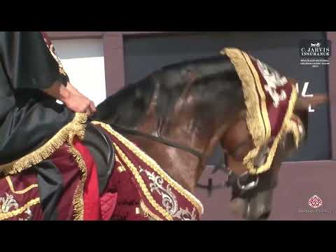 Brazilian National Arabian Horse Show 2023  Class TTA