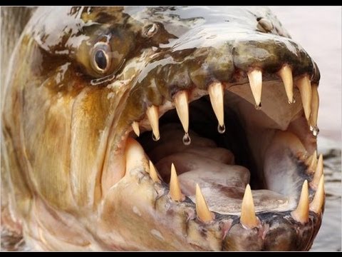 Tigerfish catches a bird in flight!