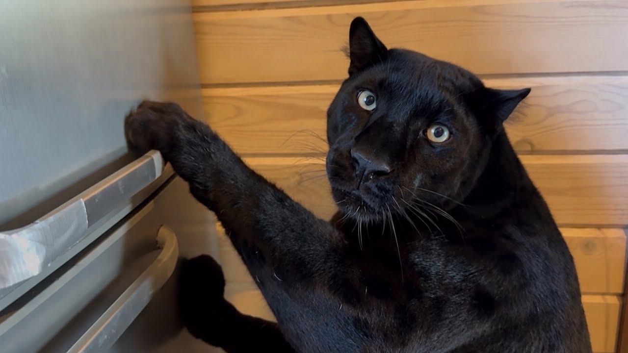 Luna the panther and the fridge heist (ENG SUB)