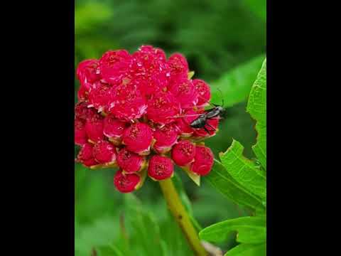 Floral Clicks of Durai