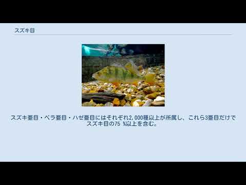 スズキ目について詳しく解説