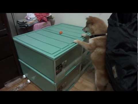 吃不到吃不到~(原發表者:KuYo麻)(影片)