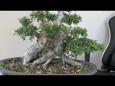 3 Chinese Elm Bonsai in July 2021