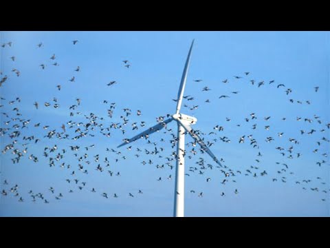 Dramatic Wind Turbine vs Birds Compilation