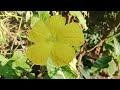 Video Bokeh No Blur Baru Bokeh Rekam Keindahan Si Bunga Cuma Pakai Redmi Note 10 Bokeh No Blur