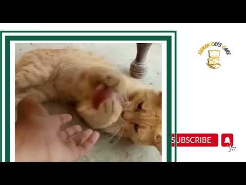 My love cat And love animals