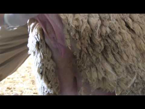 , title : 'Control de la reproducción ovina mediante la utilización de esponjas vaginales'