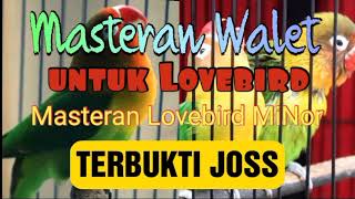 Download lagu Masteran Walet Untuk Lovebird Minor Joss Guandoss... mp3