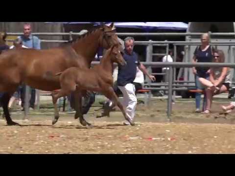 KN 19: HF Colorit / Diamant de Semilly