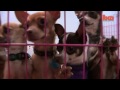Precious Pups - This organization is a scam 