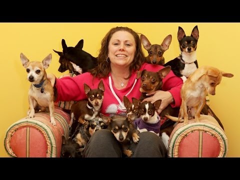 プレシャスパップスニューヨークのチワワのレスキューホーム (Precious Pups: New York's Chihuahua Rescue Home)