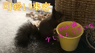 【北欧Vlog】北欧の野生のリス、マットを齧る