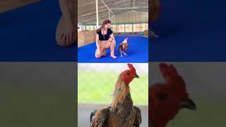 Download lagu Mangon Chicken Type #thailandchicken #mangon #fypシ゚viral #chickenmaintenance #indonesianfightingc... mp3