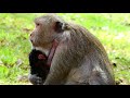 Amazing Newborn Baby Today At Amber Group Mono Monkey