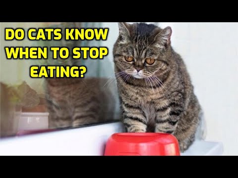 Will Cats Stop Eating When They're Full? - YouTube