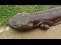 GIANT SALAMANDER EMERGES FROM RIVER IN.