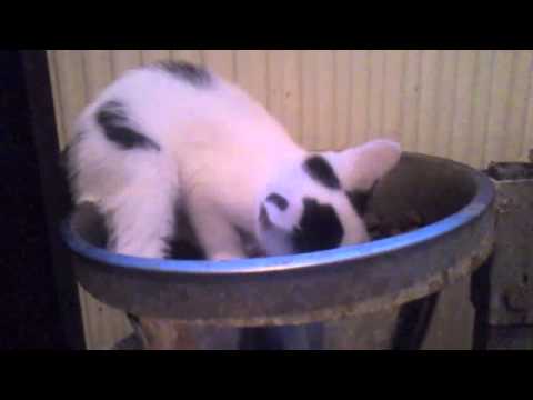 download lagu mp3 mp4 Daan Op Zn Bakkie, download mp3 Daan Op Zn Bakkie free download, download mp3 Daan Op Zn Bakkie