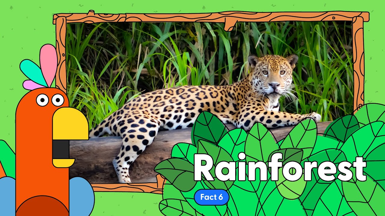 Amazon Rainforest Fact 6