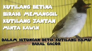 Download lagu SUARA BURUNG KUTILANG BETINA BIRAHI MEMANGGIL KUTILANG JANTAN. mp3