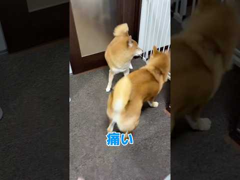武道を習得したぼぶ　#柴犬ロック  #柴犬ボブ