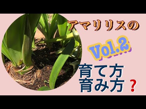 アマリリスは、切り取った茎をポットの日当たりの良い場所に置くと、冬にのみ葉が成長します。