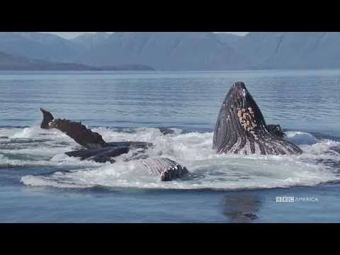 信じられないザトウクジラのバブルネットハント｜ネイチャーズ・グレイト・イベント｜BBCアメリカ (Incredible Humpback Whale Bubble Net Hunt | Nature's Great Events | BBC America)