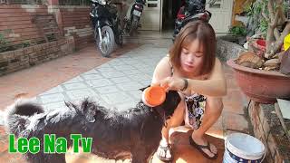 Morning routine  bathe your cute dog    Lee Na Tv 