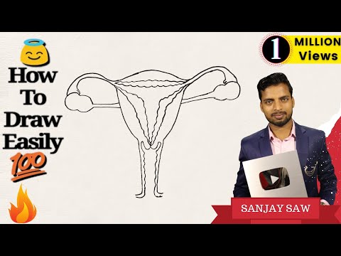 How to Draw Female Reproductive System step by step for Beginners ! Video
