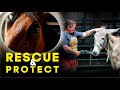 Rescue & Protect | Horse Shelter Heroes S3E19