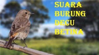 Download lagu Suara burung decu betina mp3