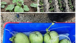 HOW TO PLANT ONIONS, BOKCHOY, CHAYOTE