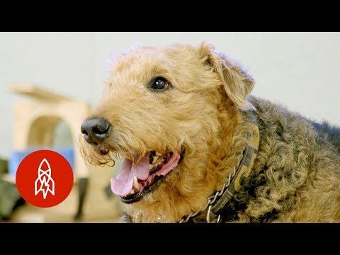 Zkoumání psího mozku