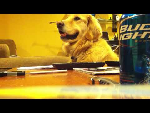 Cão adora ouvir guitarra