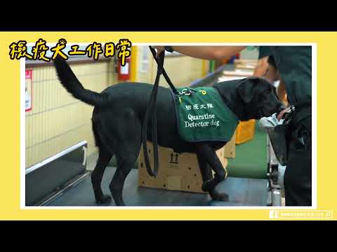 檢疫犬執勤日常｜國際郵件處理中心【防檢局BAPHIQ】