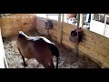 Horse Poops