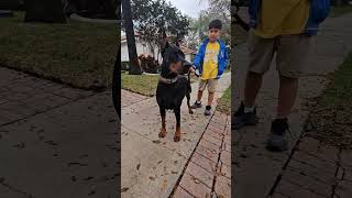 Video preview image #4 Doberman Pinscher Puppy For Sale in FORT LAUDERDALE, FL, USA