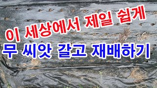 이 세상에서 제일 쉽게 무 씨앗갈고 재배하기(무씨 파종법, 무 씨앗 뿌리기, 무 재배하기, 무 가꾸기, 텃밭…
