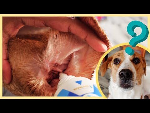 Vivaldis ear cleanser, packaging type: plastic packet