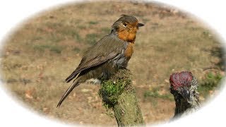 Taxidermy - Mounting a Robin