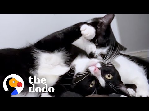 Feral Cat Hated Everyone Until She Fell In Love With Another Kitty | The Dodo Foster Diaries
