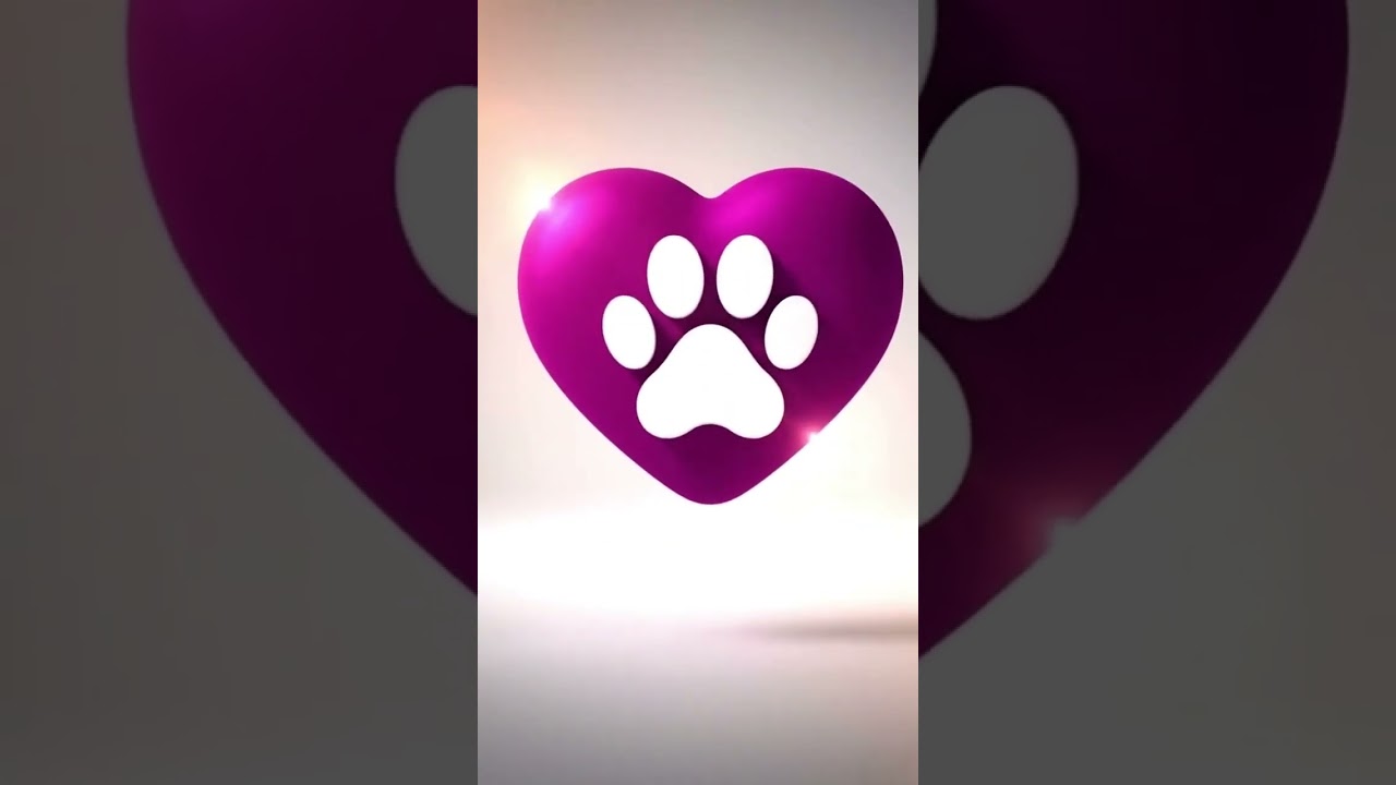 Gato raça SRD-ViraLata idade 7 a 11 meses nome leibe