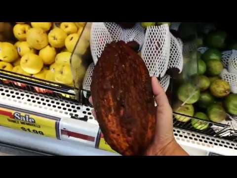 How to cut and eat Cacao fruit (chocolate fruit)